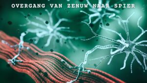 Neuromusculaire overgang. Ruggenmerg-zenuw-spier connectie.