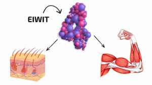 Eiwitten zijn opgebouwd uit ketens aminozuren, dit vormt de basis voor weefsels in het lichaam zoals - spieren, huid, organen en botten.