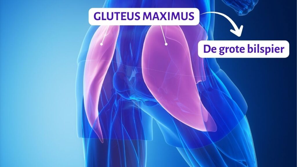 Gluteus maximus (de grote bilspier), Gluteus medius (de middelgrote bilspier), Gluteus minimus (de kleine bilspier). Gluteus maximus uitgelicht. Bij heup artrose is het belangrijk om deze spier te trainen.