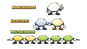 Koolhydraten zijn monosachariden, disachariden of polysachariden. Denk hierbij aan bijvoorbeeld tafelsuiker en zetmeel
