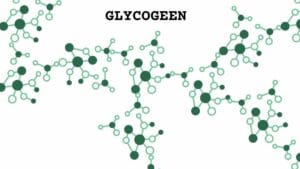 Glycogeen is een voorbeeld van een polysacharide en bestaat uit glucose aaneengeschakeld.