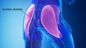 Gluteus maximus (de grote bilspier), Gluteus medius (de middelgrote bilspier), Gluteus minimus (de kleine bilspier). Gluteus maximus uitgelicht. Bij heupartrose is het belangrijk om deze spier te trainen.