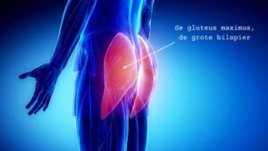 Gluteus maximus (de grote bilspier) is op deze afbeelding uitgelicht. Bij heupartrose is het belangrijk om deze spier te trainen om pijn te reduceren.