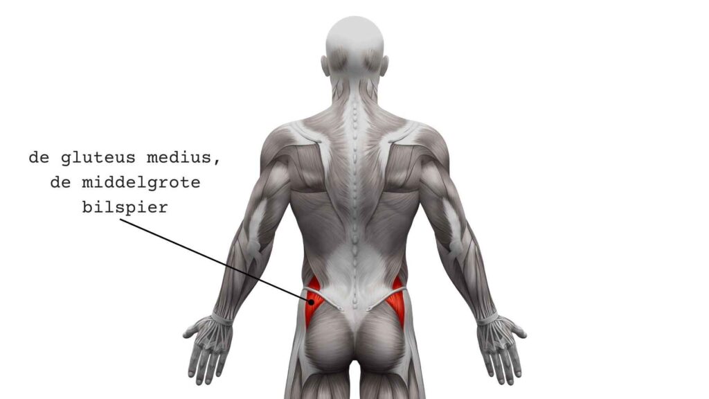 De gluteus medius, oftewel de middelgrote bilpsier. Deze spier zorgt voor abductie van het been, oftwel zijwaarts heffen.