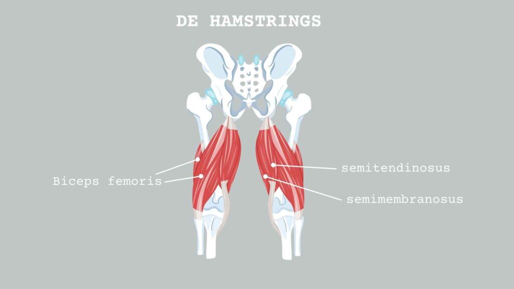 Hamstrings - bestaande uit de biceps femoris, semitendinosus, semimembranosus. Ontspringt bij het bekken en hecht aan op het onderbeen.